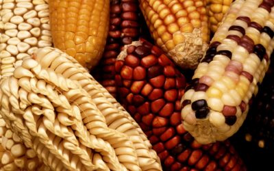 GMO potraviny: Budoucnost zemědělství, nebo riziko pro zdraví?