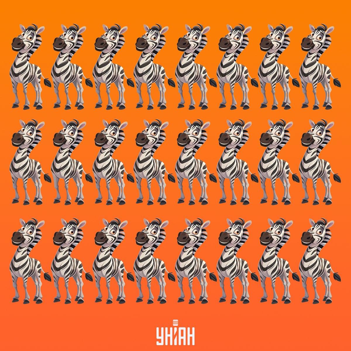 Det är dags att hitta zebran, som inte är som de andra / collage Moje Det är dags att hitta en zebra som inte är som de andra / Moje collage