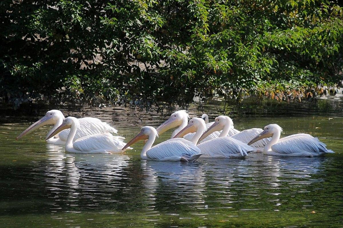 Det tar mindre än 10 sekunder att hitta en fågel som skiljer sig från resten / Moje-collage Det tar mindre än 10 sekunder att hitta en fågel som skiljer sig från de andra / Moje collage