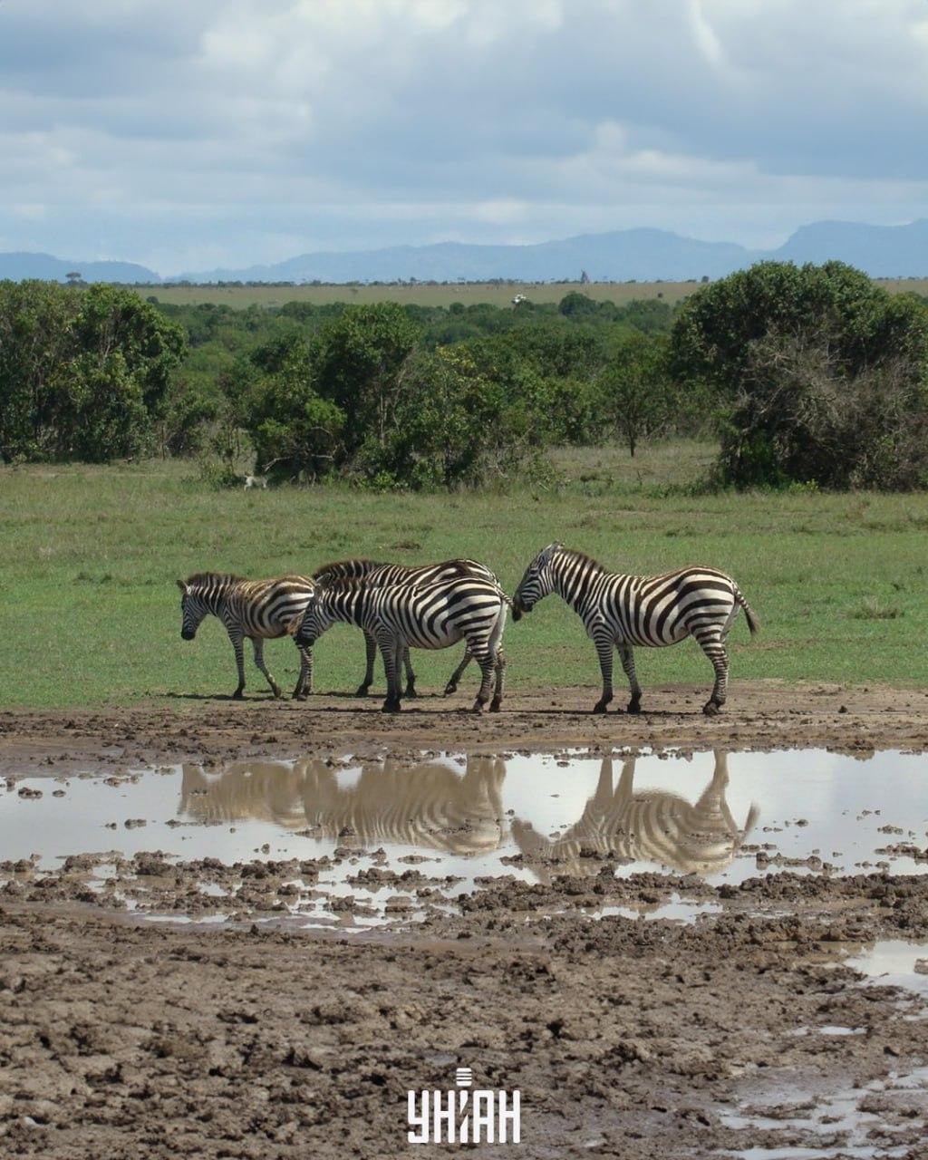 Det är nödvändigt att hitta hunden i tid / collage med Moje-foto