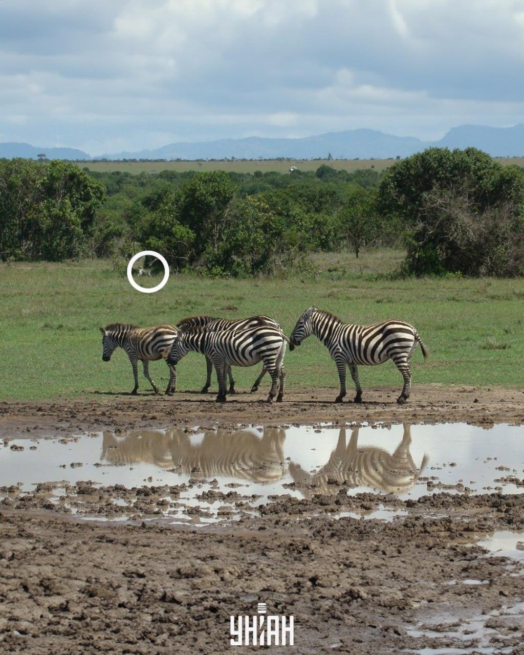 Hitta benet bland hundarna