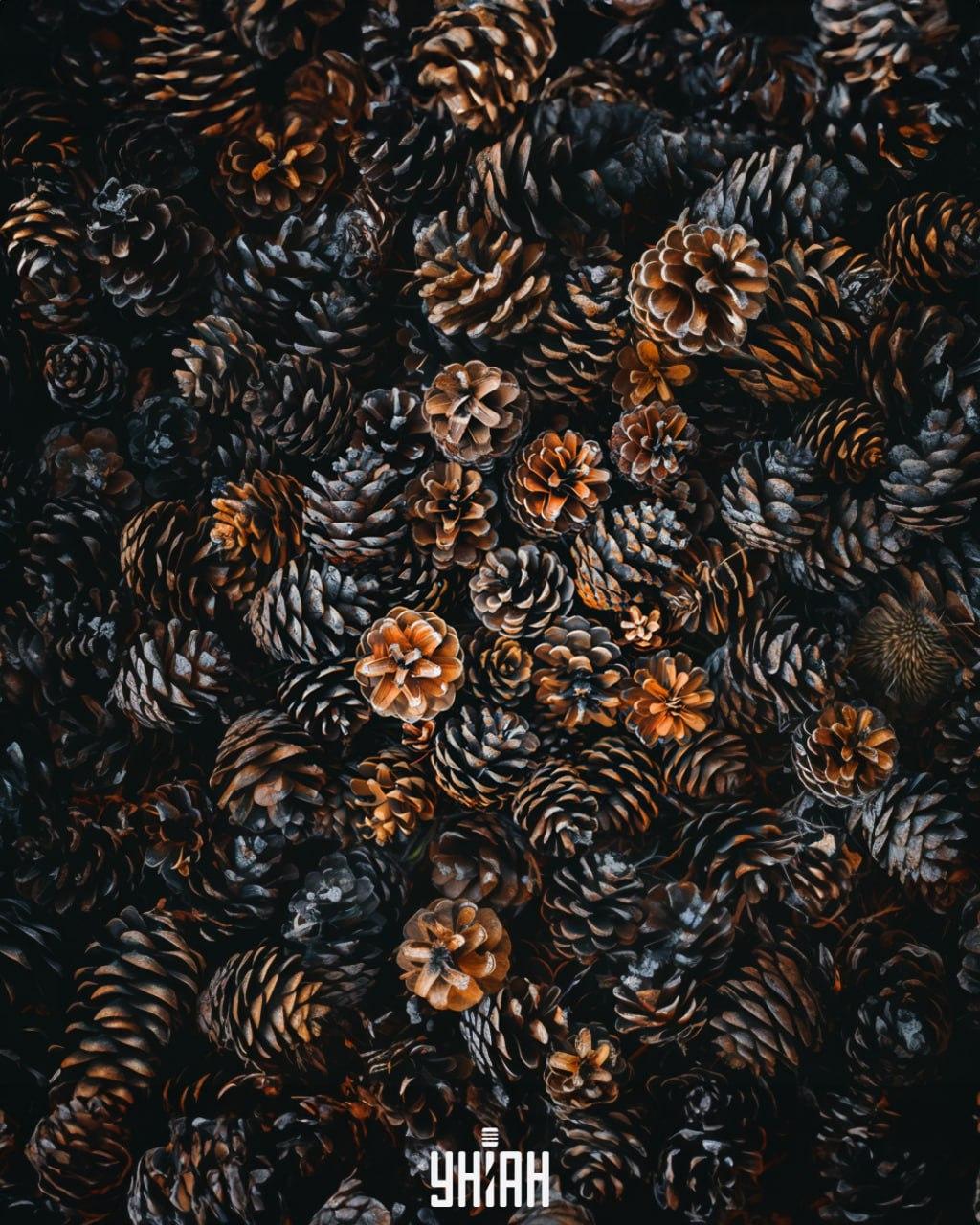 Det är nödvändigt att hitta en igelkott bland kottar / Moje collage Det är nödvändigt att hitta en igelkott bland kottar / Moje collage