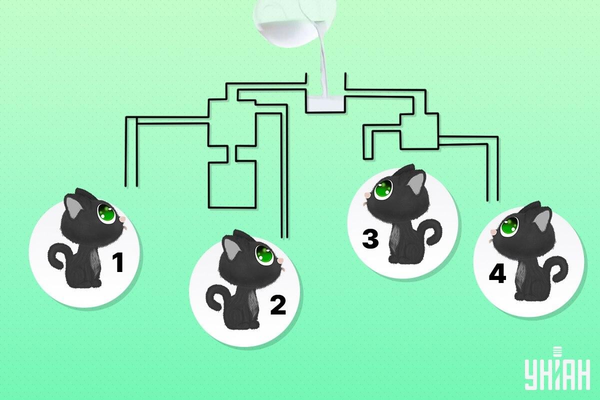 Hitta katten som kan vara den första som dricker mjölk / Moje collage