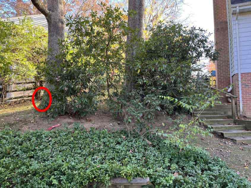 Ultrakomplex optisk illusion: bara en riktig detektiv kan hitta en hund på 10 sekunder Supersofistikerad optisk illusion: bara en riktig detektiv kan hitta hunden på 10 sekunder