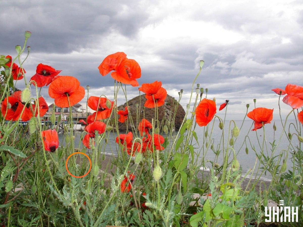 Moje foto med lösning