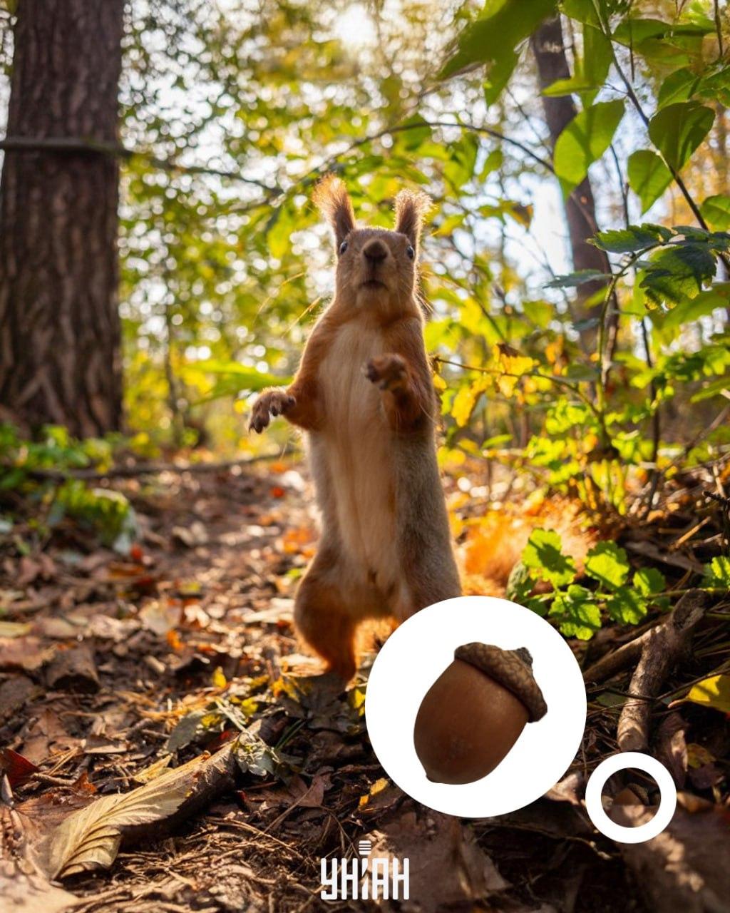 Ekollonet låg längst ner i det optiska pusslet / collage med Moje-foto