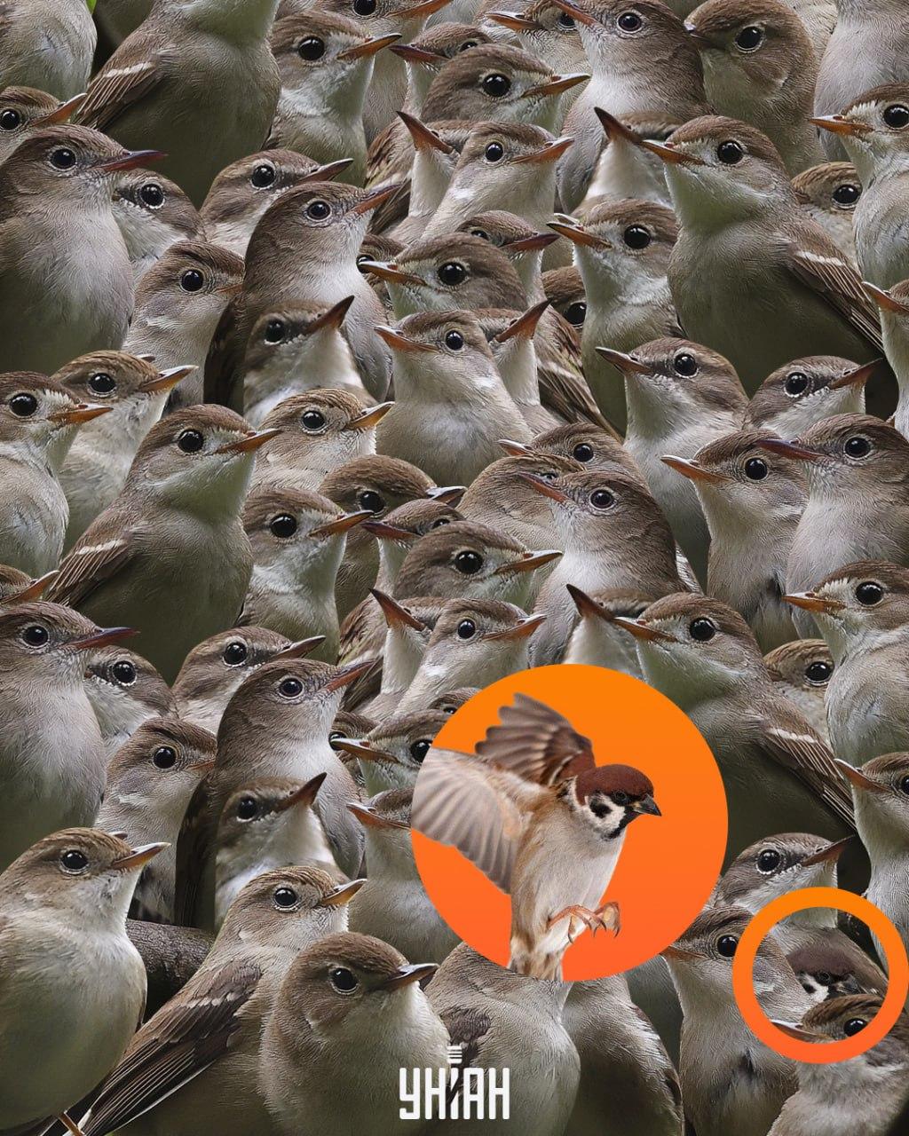 Sparven var längst ner i pusslet / Moje collage