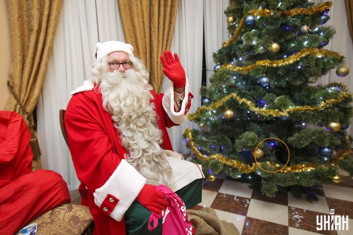 Katten gömde sig bland grenarna på en julgran / collage med Moje-foto