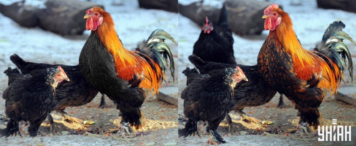 Hitta alla skillnader på 15 sekunder / Moje collage