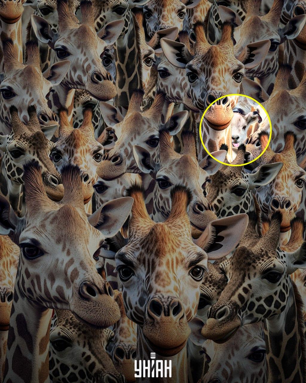 Vi måste spåra upp en illasinnad get / Moje collage Vi måste spåra upp den oförskämda geten / Moje collage