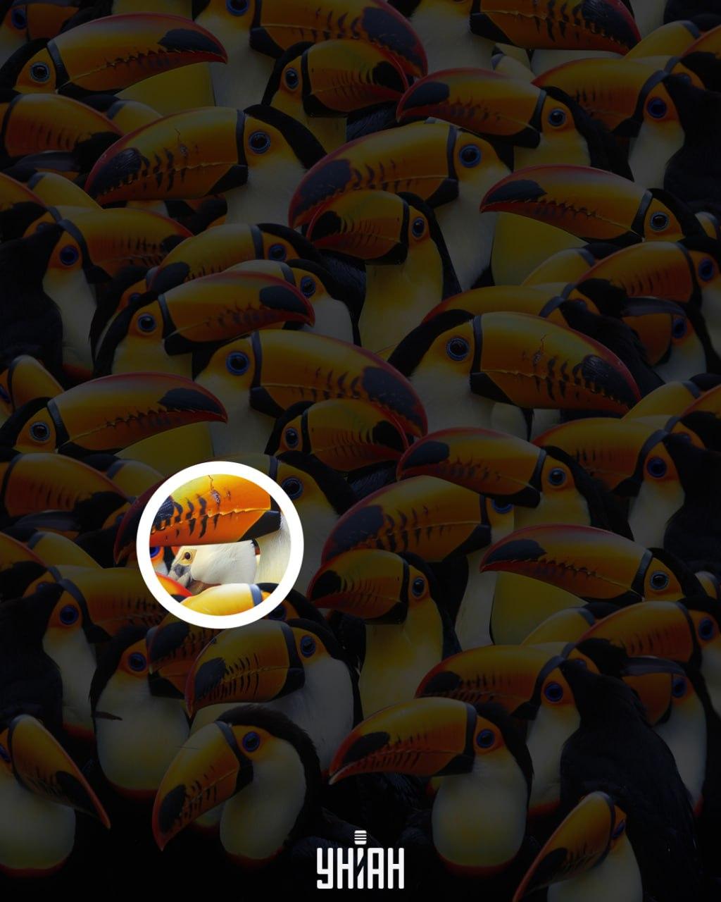 Pelikanen befann sig nära mitten av bilden / Moje collage