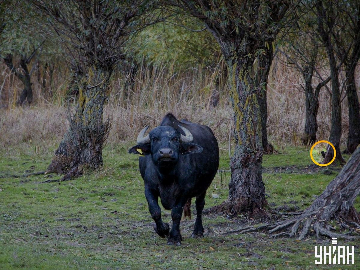 Fågeln var på den vänstra sidan av pusslet / Moje fotokollage