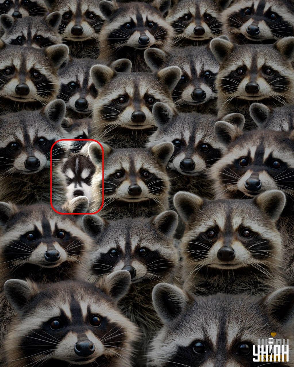 Lösning på pusslet med huskyn inringad