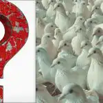 Alla ser duvor, men du måste hitta en stolt fiskmås på 10 sekunder: ett IQ-test Alla ser duvor, men du måste hitta en stolt fiskmås