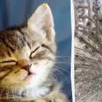 Alla ser en påfågel, och bara personer med hög IQ hittar en kattunge på 10 sekunder: en märklig illusion Alla ser en påfågel, och bara personer med hög IQ