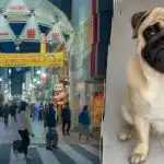 Behöver du hitta en mops på en bild på 10