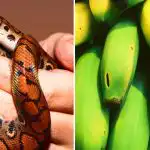 Det är bara ett fåtal som klarar av det: bara personer med hög IQ kan hitta en orm bland bananer. Det är bara ett fåtal som klarar av det: bara