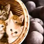 Du har bara 11 sekunder på dig: bara den mest