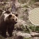 Du måste hitta björnen på 11 sekunder: en optisk illusion