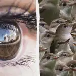 Du måste vara en detektiv för att hitta en sparv