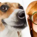 Endast en riktig IQ-titan kan se en hund i snön