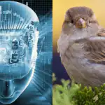 Endast personer med fantastiska IQ:n hittar en sparv på 11