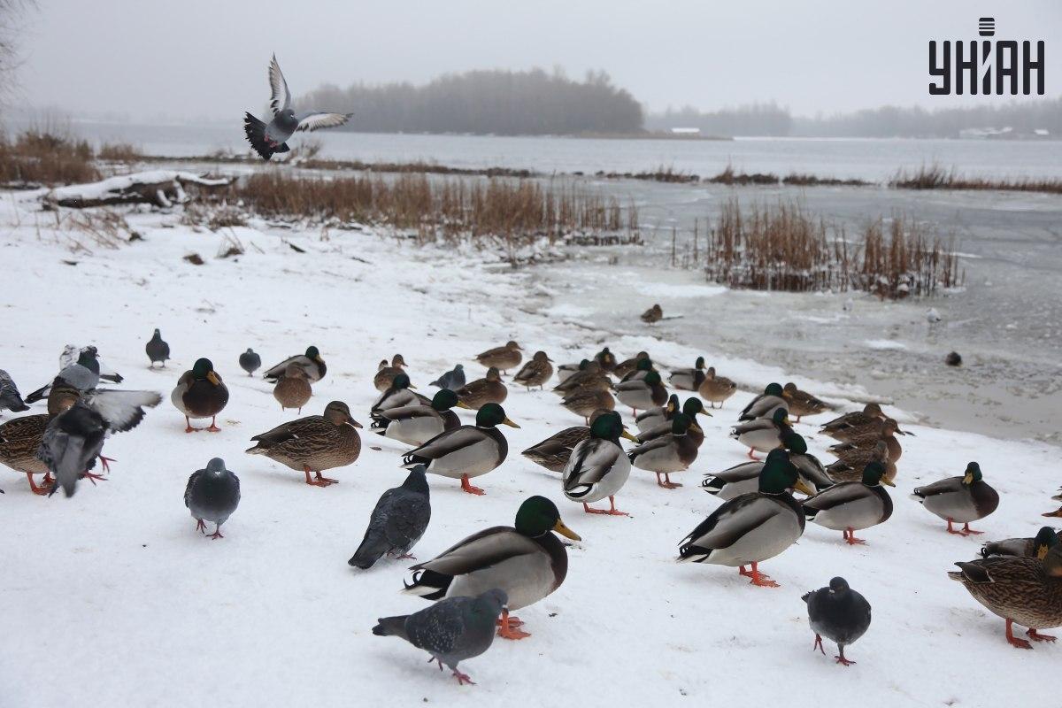 Hitta en sparv på några sekunder / collage med Moje-foto Hitta en sparv på några sekunder / collage med Moje-foto