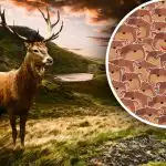 Endast personer med hög IQ kan hantera det: du måste hitta rådjuret bland björnarna Endast personer med hög IQ kan hantera det: du måste