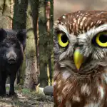 Endast personer med hög IQ kan hitta den listiga ugglan