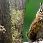 Endast personer med "hökblick" kan hitta en ekorre på 10