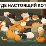 Hitta en riktig katt på 5 sekunder: ett mycket enkelt