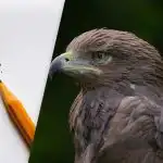 Hitta örnen på 8 sekunder: en smart optisk illusion för