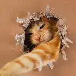 Hur mycket geni din katt är: ett enkelt IQ-test med en leksak och en låda Hur mycket geni din katt är: ett enkelt IQ-test med