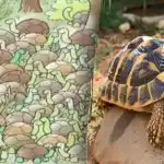 Inte ens genier kan hitta svaret på gåtan: du måste