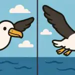 IQ-test: hitta 3 skillnader i en bild av en flygande fågel på 31 sekunder IQ-test: hitta 3 skillnader i en bild av en flygande