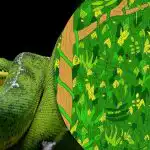 Måste hitta en orm i djungeln på 5 sekunder: ett orealistiskt svårt pusselspel Måste hitta en orm i djungeln på 5 sekunder: ett