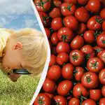 Snabbt IQ-test: endast ett fåtal hittar ett granatäpple bland tomaterna