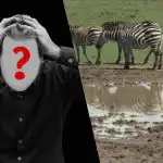 Snabbt IQ-test: hitta en hund på ett fält på 6