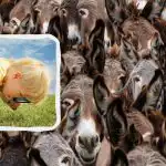 Snabbt IQ-test: hitta en tjur bland åsnor på 8 sekunder