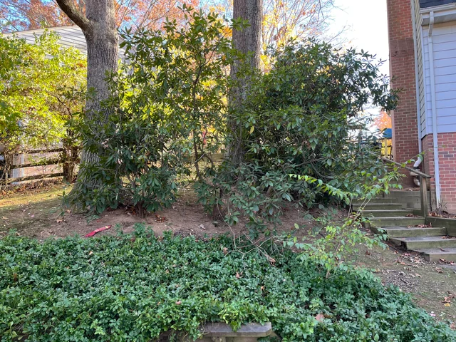 Ultrakomplex optisk illusion: bara en riktig detektiv kan hitta en hund på 10 sekunder Super sofistikerad optisk illusion: bara en riktig detektiv kan hitta en hund på 10 sekunder