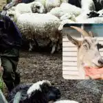 Testa din IQ på 10 sekunder: en rolig optisk illusion