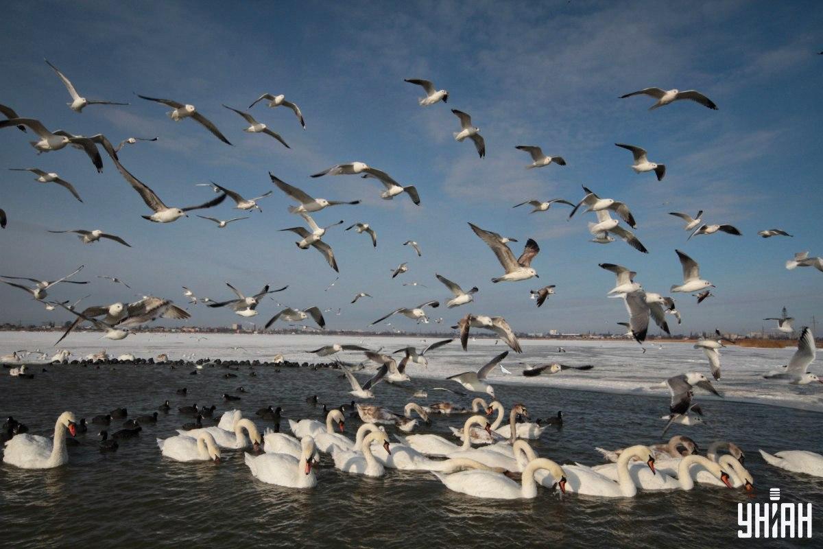 Hitta duvan på bilden i tid / collage med Moje-foto