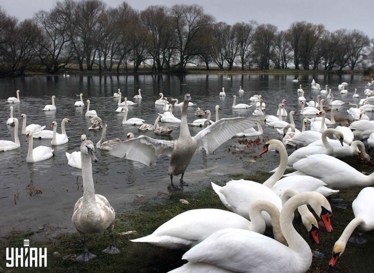 Den kan finnas i vilken del som helst av bilden / Moje Collage