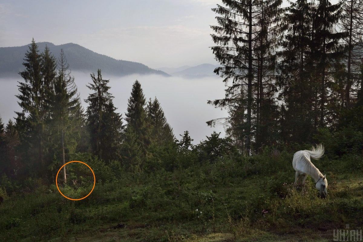 Geten gömde sig i grönskan / collage med Moje-foto