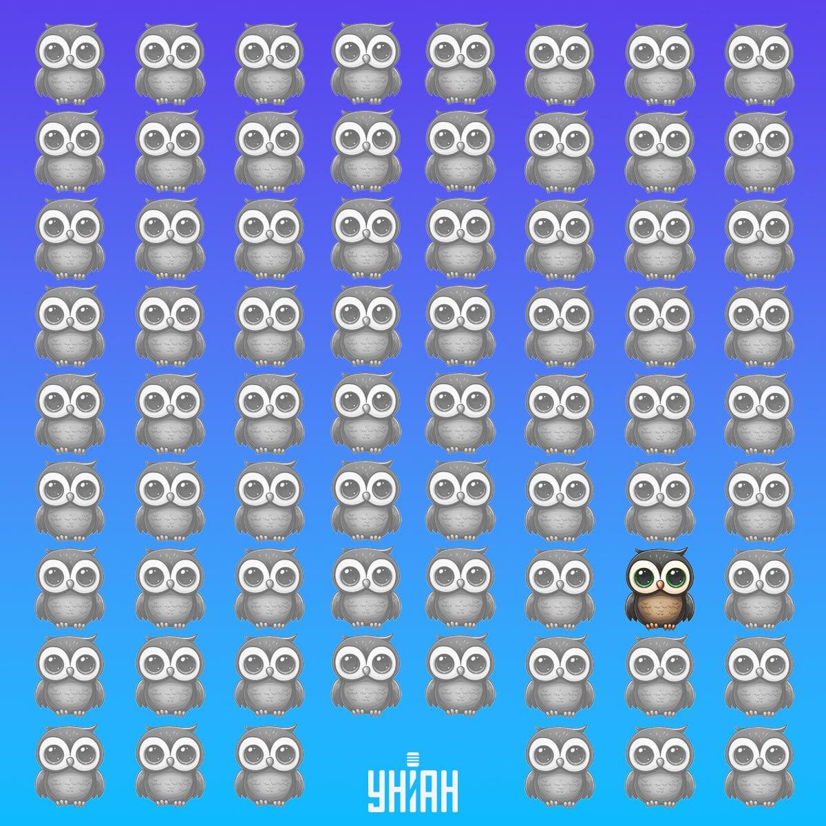 Den unika ugglan var längst ner till vänster på bilden / Moje collage