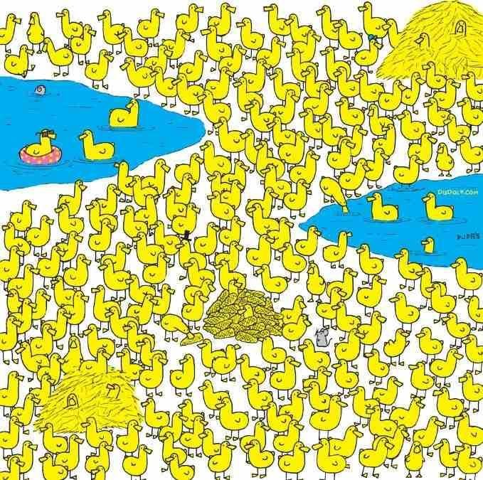 Bara de smartaste hittar kycklingen bland ankungarna på 8 sekunder: nytt pussel / bild av Gergely Dudas