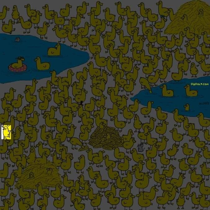 Bara de smartaste hittar kycklingen bland ankungarna på 8 sekunder: ett nytt pussel / bild av Gergely Dudas