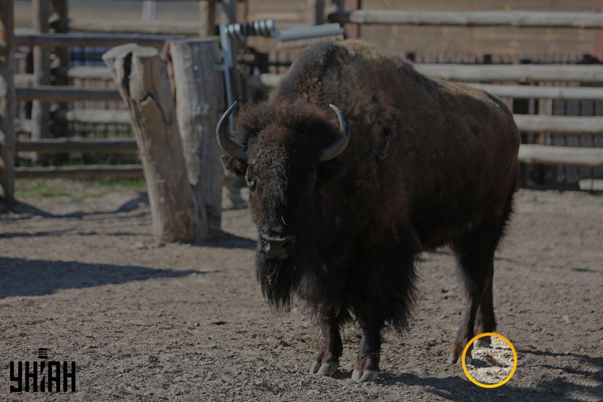 Sparven var inte långt från det vänstra hörnet av bilden / collage från Moje-foto