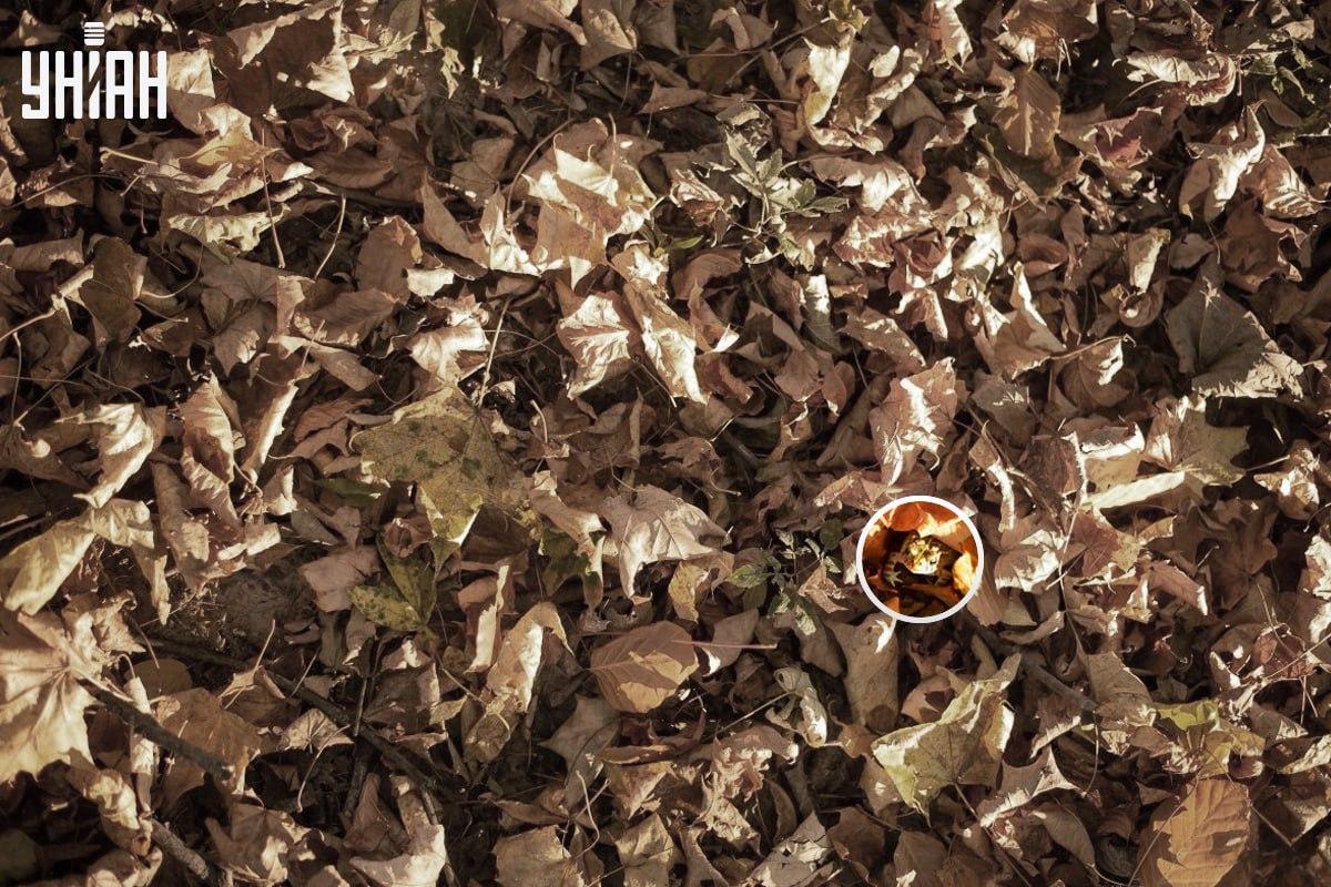 Grodan var nära det nedre vänstra hörnet av bilden / collage med Moje-foto