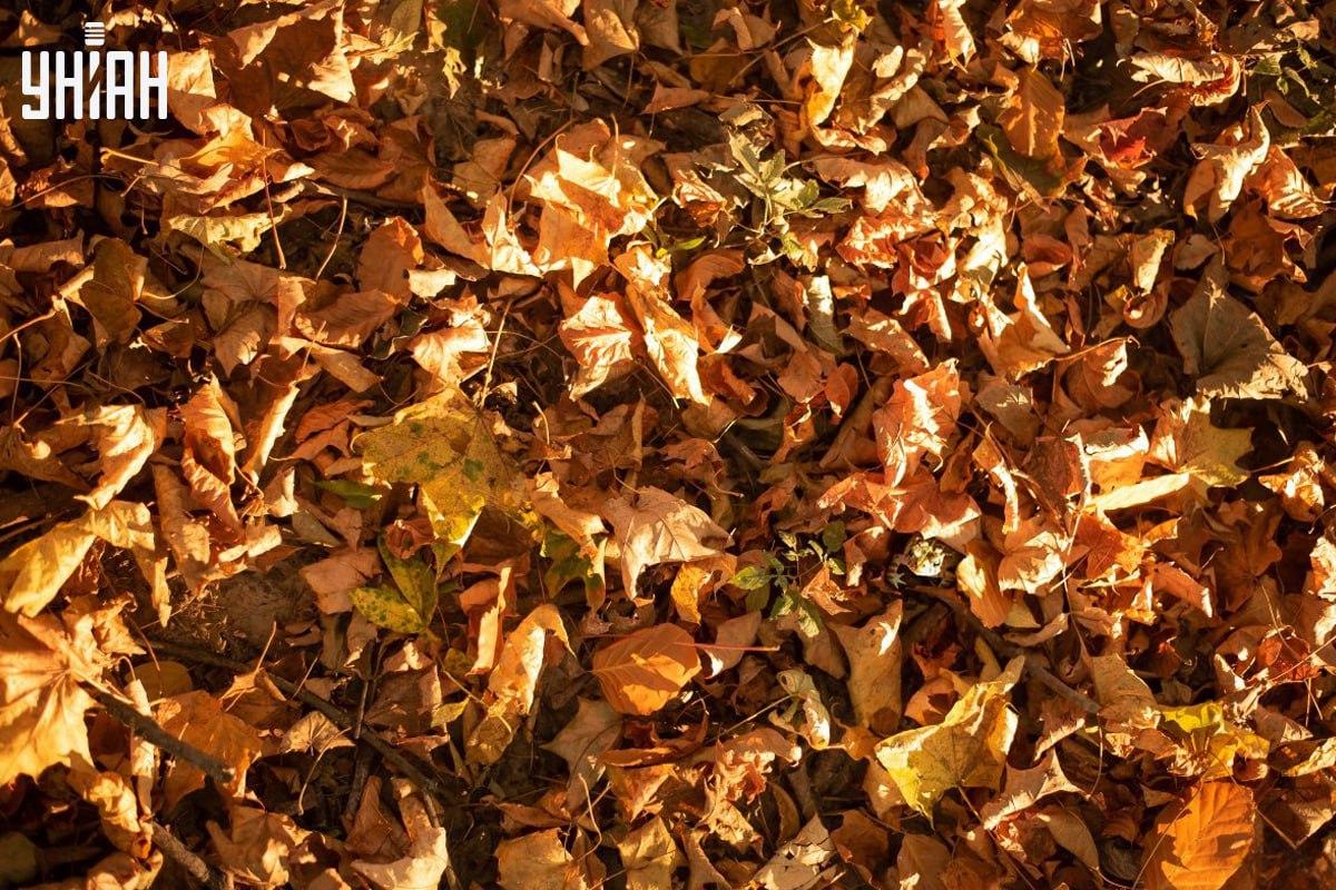 Hitta grodan i tid på bilden / collaget med Moje-foto